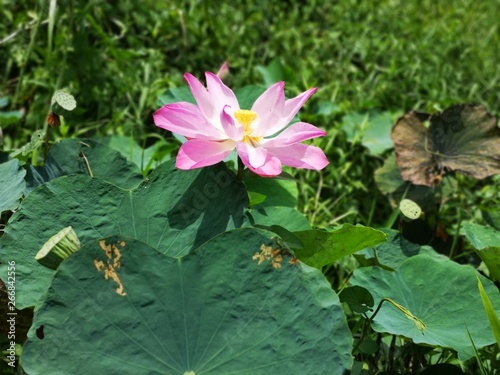 Nymphaeaceae is a family of flowering plants  commonly called water lilies. They live as rhizomatous aquatic herbs in temperate and tropical climates around the world. The family contains five genera 