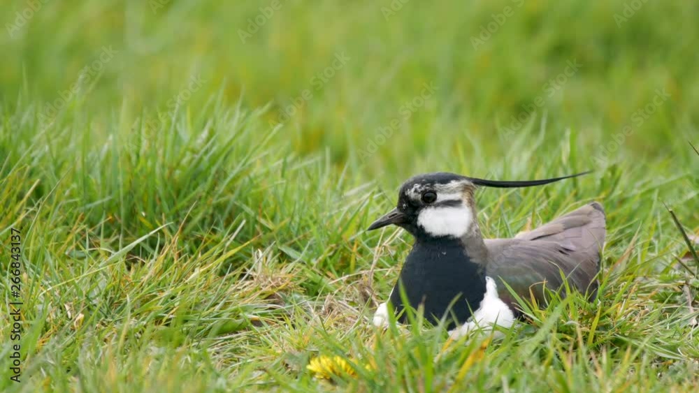 Northern Lapwing on its nest showing it's impressive crest blown by the wind. Northern Lapwing on its nest showing it's impressive crest blown by the wind.