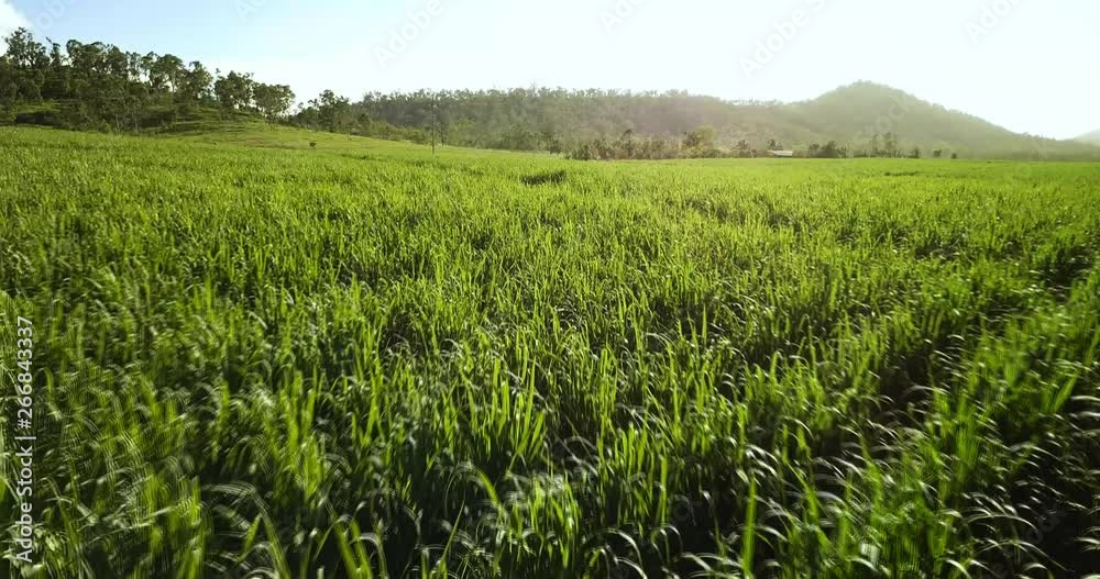 Drone view of s sugarcane field. Drone view of s sugarcane field.