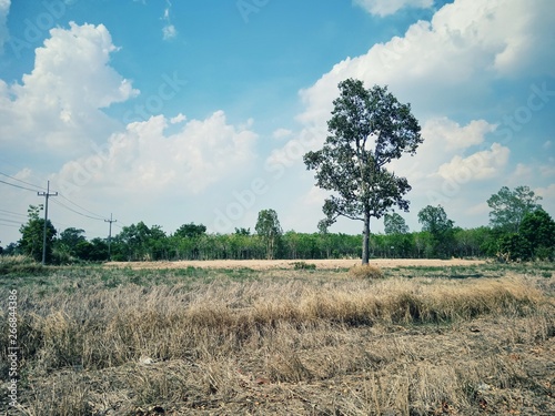 Trees in wide open fields