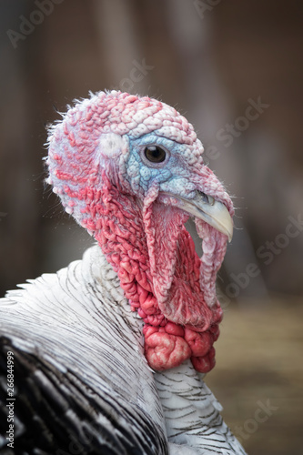 Turkey Gobbler head closeup photo