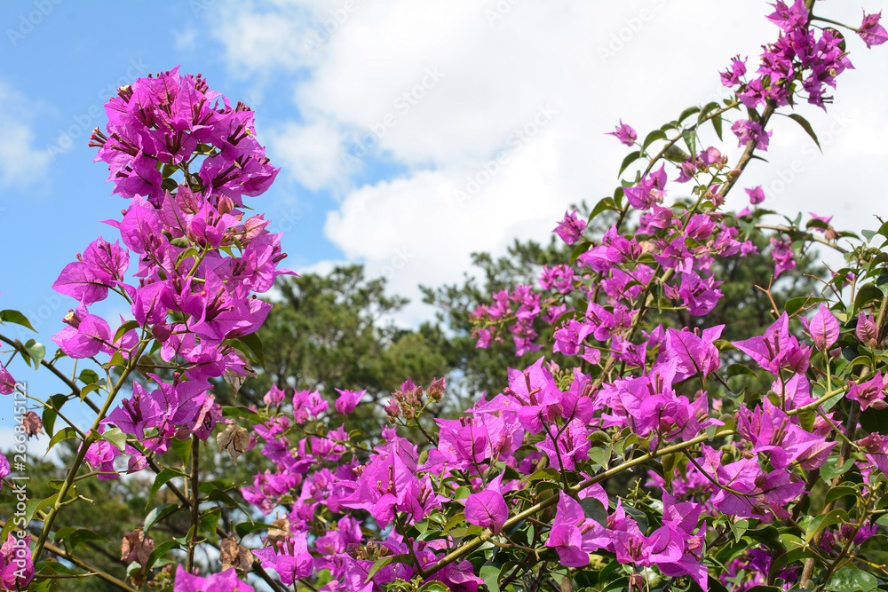 Obraz premium 花