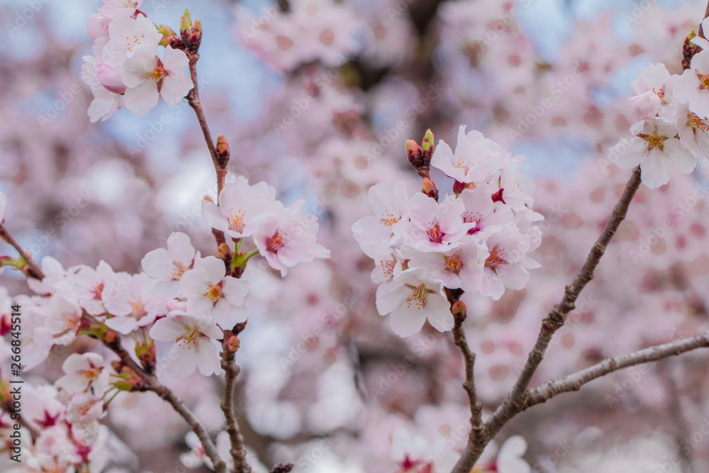 Beautiful cherry blossom or sakura in spring time in Japan. Beautiful cherry blossom or sakura in spring time in Japan.