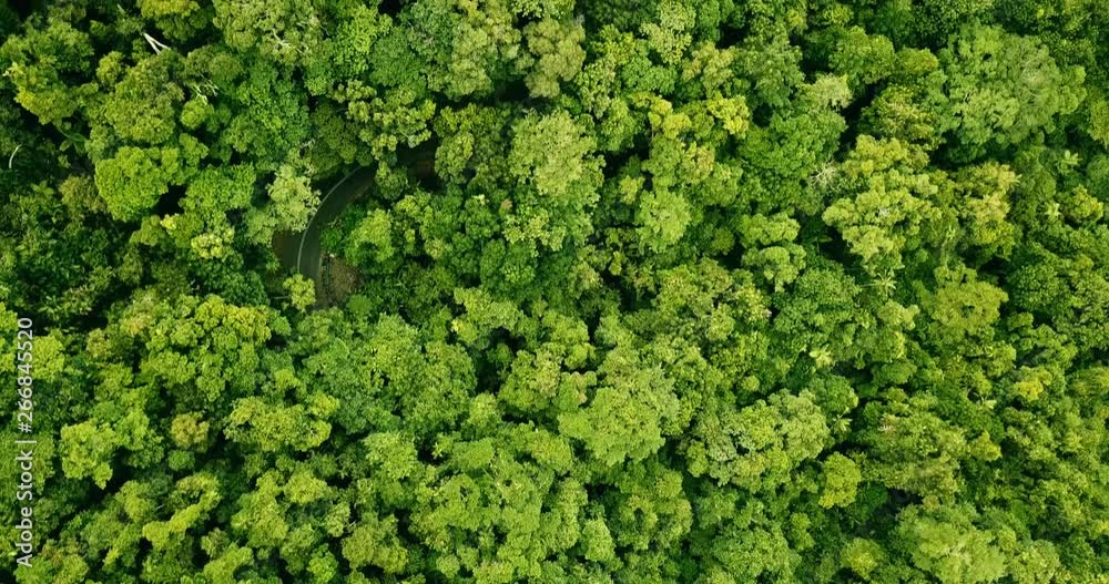 Aerial view of a road winding through the rainforest. Aerial view of a road winding through the rainforest.
