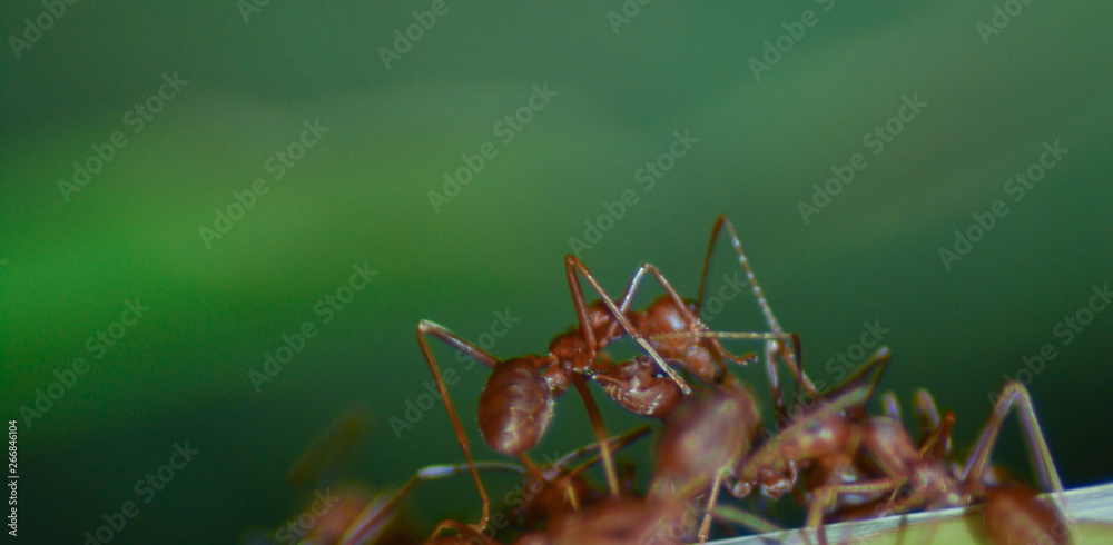 Red ant colony on the leaves