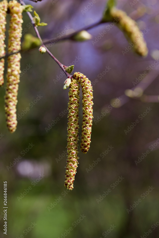 Male catkins blooming on a river birch tree in spring Male catkins blooming on a river birch tree in spring