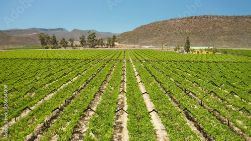 A vineyard in Worcester, South Africa. With farmers and labourers at work harvesting grapes. Nice view of mountains and lush green vines.