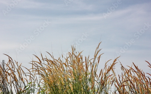 grass pollen with blue sky background