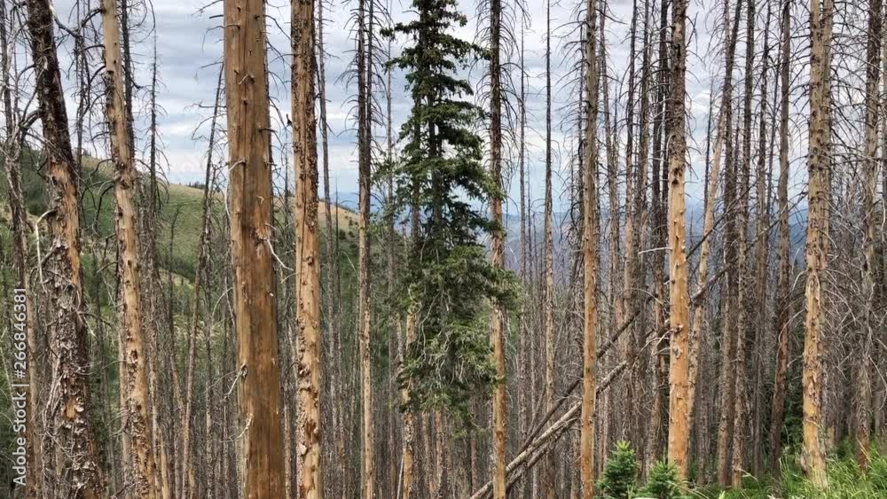 The destruction caused by 'beetle kill' in a pine wood forest. The insect has been known to destroy entire mountainsides of forests. Utah Landscape HD The destruction caused by 'beetle kill' in a pine wood forest. The insect has been known to destroy entire mountainsides of forests. Utah Landscape HD