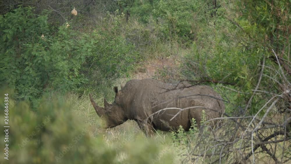 Rhinoceros in Pilanesberg National Park in South Africa Rhinoceros in Pilanesberg National Park in South Africa