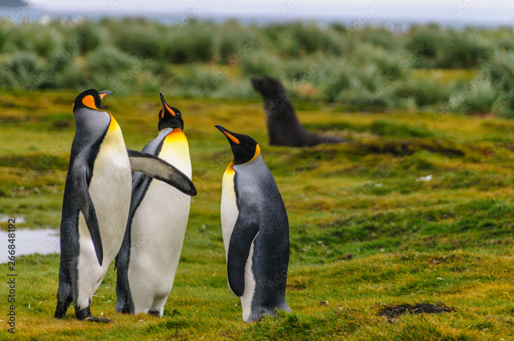 Fototapeta premium Three King Penguins -Aptenodytes patagonicus- engaging in a courtship ritual on Salisbury plains, South Georgia
