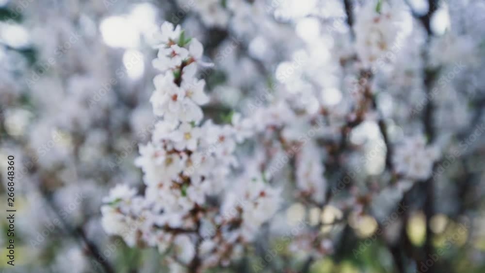 Cherry blossom tree in springtime at a park in Korea Cherry blossom tree in springtime at a park in Korea