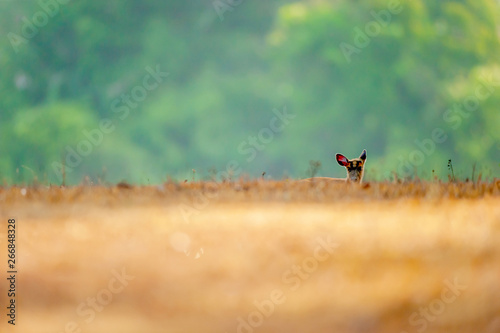 Muntjac hideout in a grassland in early light. © Tanes