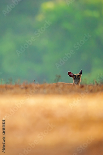 Muntjac hideout in a grassland in early light.
