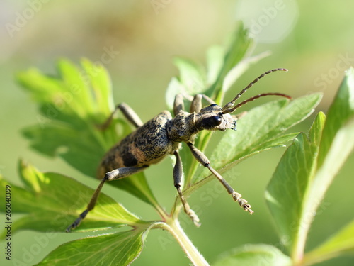 Rhagium mordax blackspotted pliers supply beetle on a leaf © hhelene