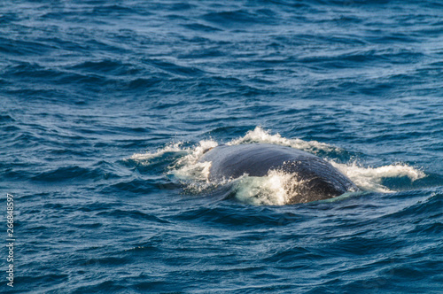 The Blow hole of a southern right whale -Eubalaena australis- surfacing in the south atlantic ocean.