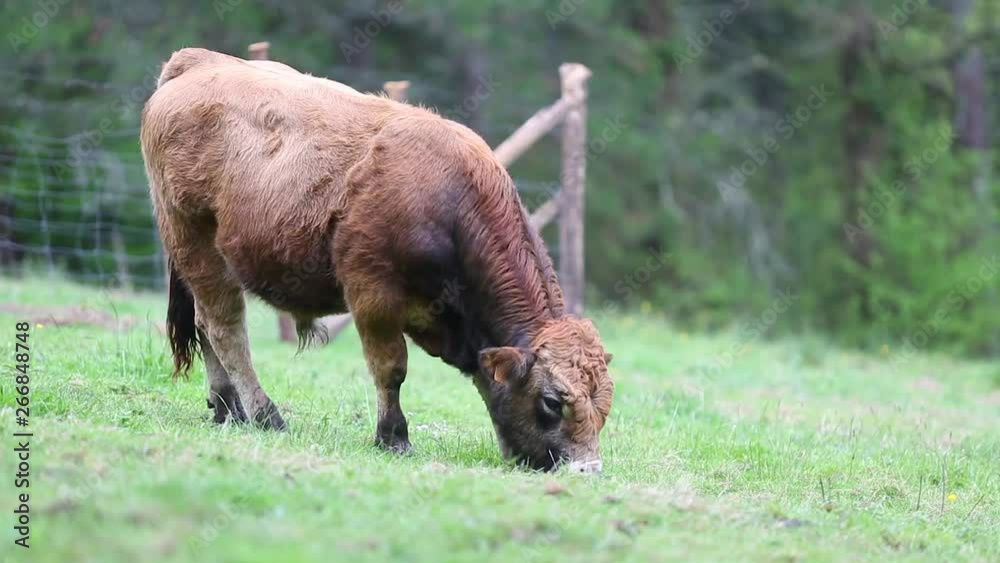 cow eating 