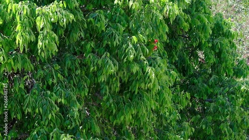 Two parakeets sitting in a tree in Turia park Valencia. photo