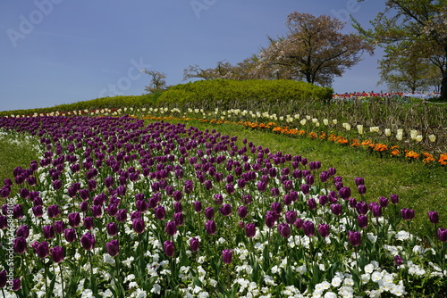 Wallpaper Mural チューリップ咲く公園 Torontodigital.ca