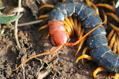 Giant North American Redheaded Centipede (Scolopendra heros)