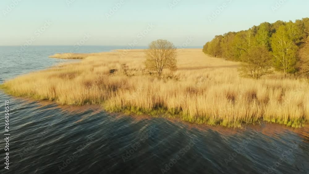 Wild grass, scrub and reeds at the edge of a lake Wild grass, scrub and reeds at the edge of a lake
