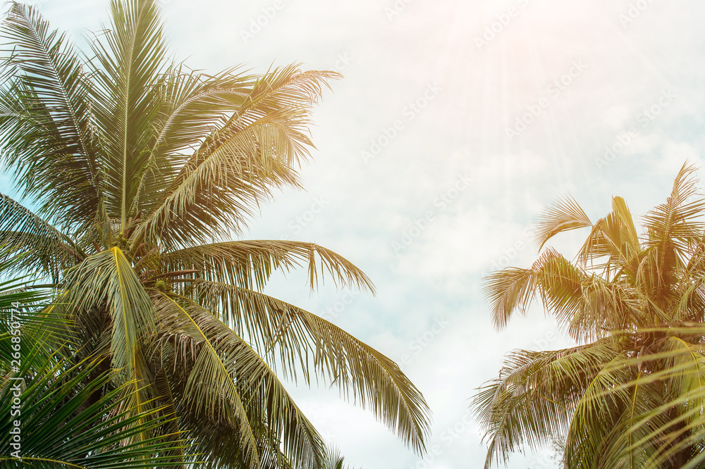 Fototapeta premium coconut palm tree in seaside, summer vacation to tropical island concept for background.