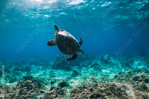 Underwater wildlife with animals. Sea turtle floating over beautiful natural ocean background. Green sea turtle closeup © artifirsov