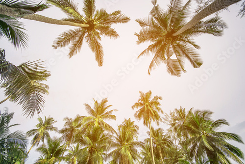  coconut palm tree in seaside, summer vacation to tropical island concept for background.