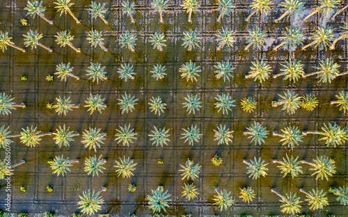 Yuma Irrigated Farmland
