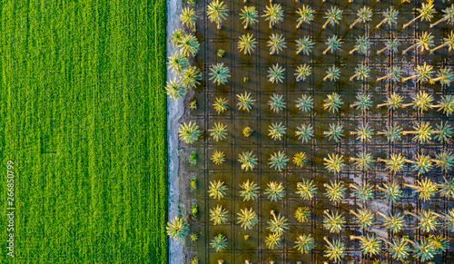 Yuma Irrigated Farmland