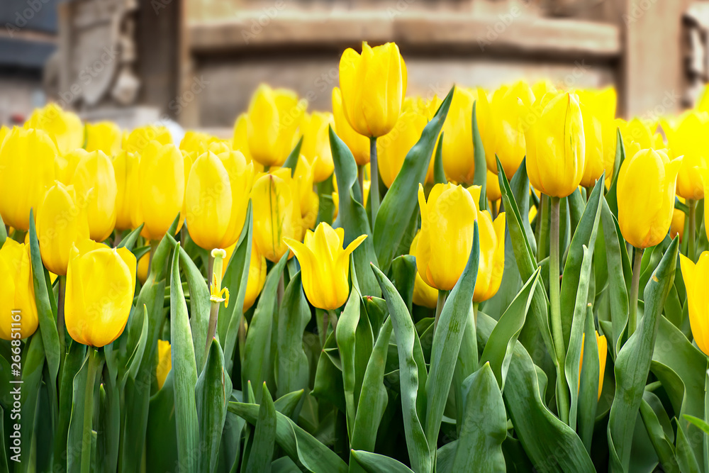 Naklejka premium yellow tulips flower