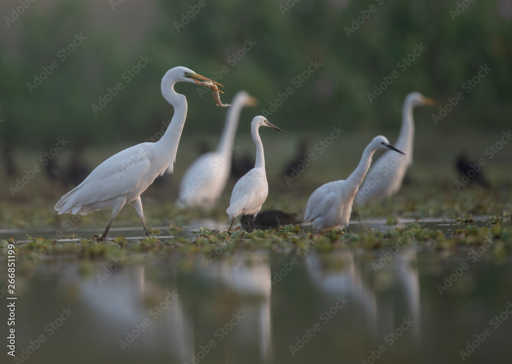 Fototapeta premium Great egret with big catch