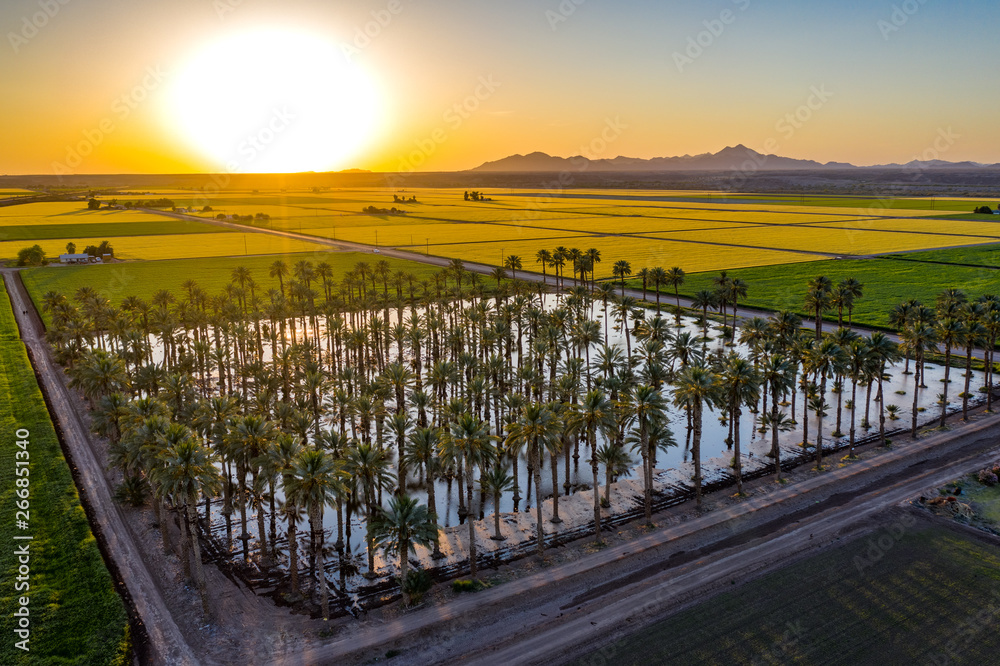 Yuma Irrigated Farmland