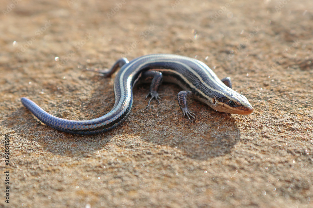 Five-lined Skink (Plestiodon fasciatus) Five-lined Skink (Plestiodon fasciatus)