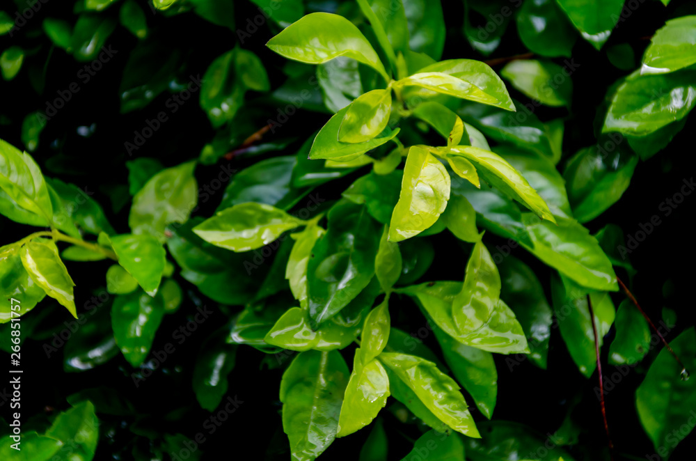 Abstract blur the green background and fresh condition Abstract blur the green background and fresh condition