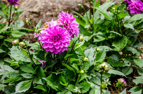 Blurred picture of pink flower in the garden