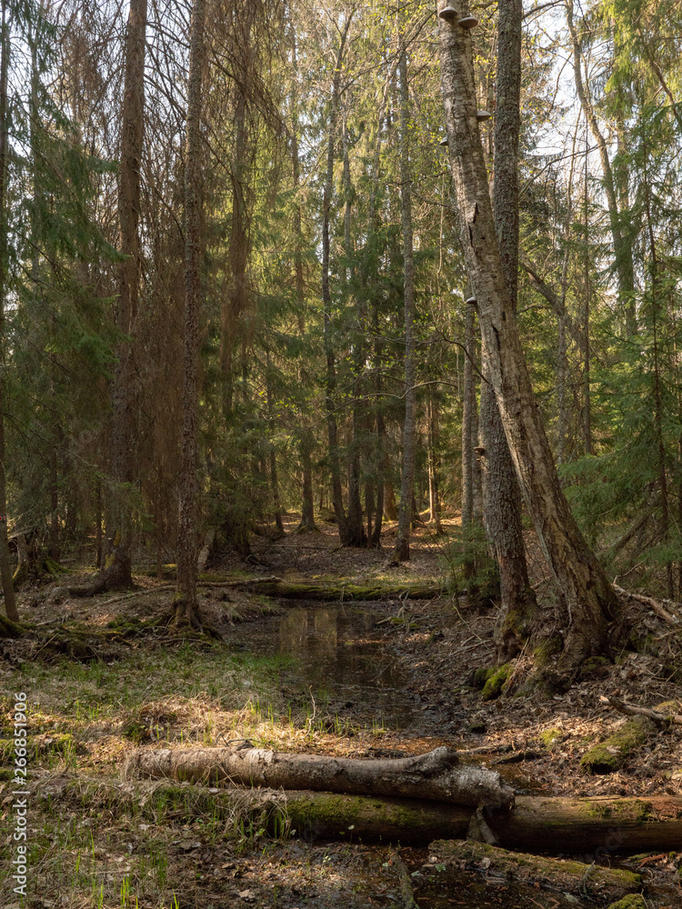 Old forest landscape in spring Old forest landscape in spring