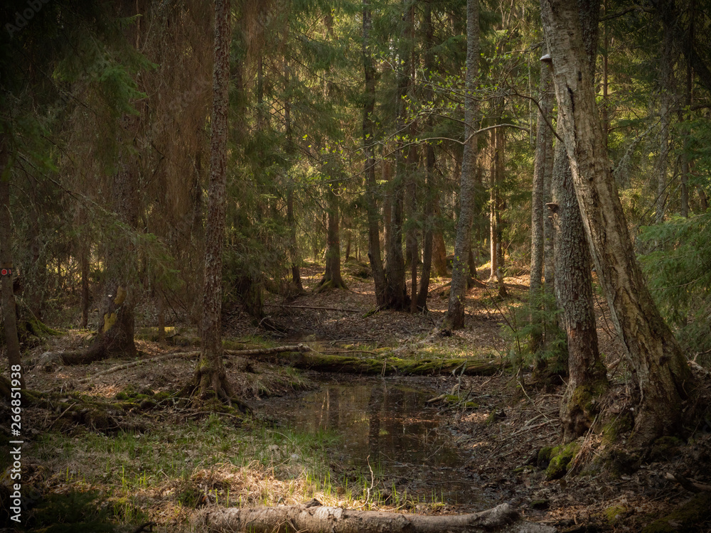 Obraz premium Old forest landscape in spring