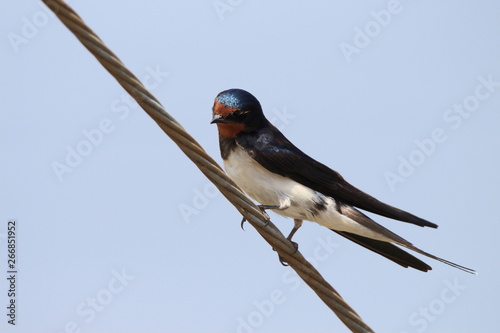 ツバメ　スズメ目ツバメ科ツバメ属