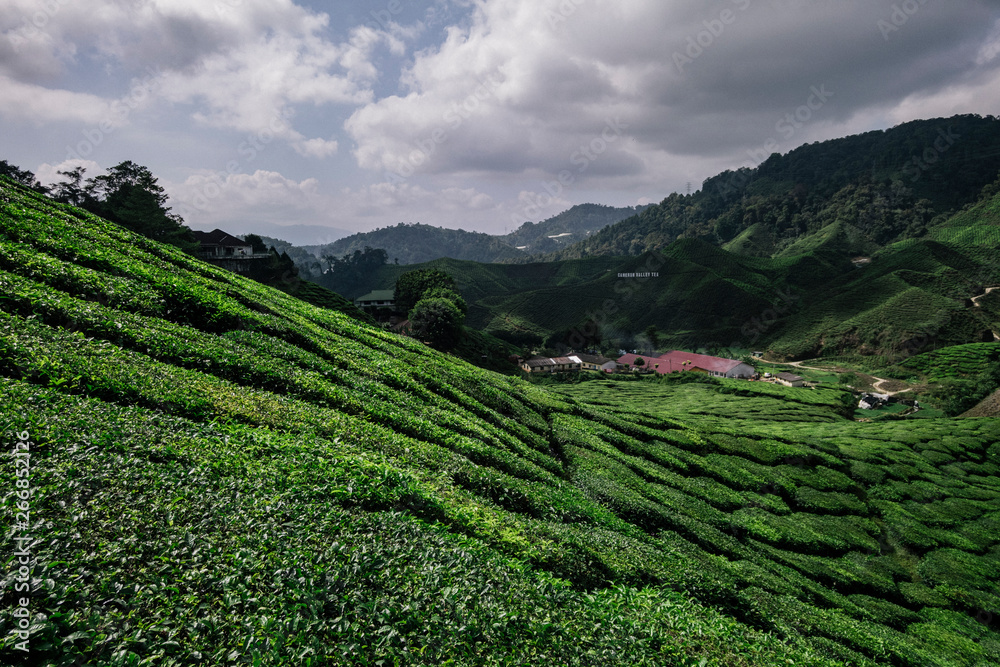 The general view of Cameron Valley tea plantations in Tanah Rata, Cameron Highlands.