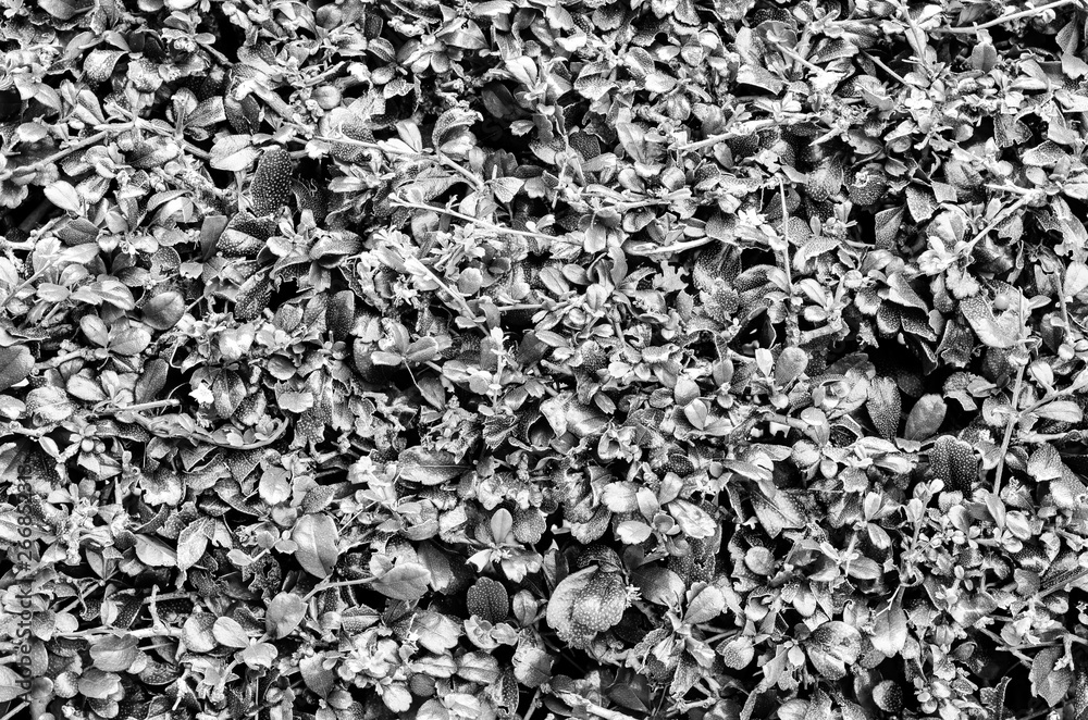 Abstract blurred of leave plant black and white Abstract blurred of leave plant black and white