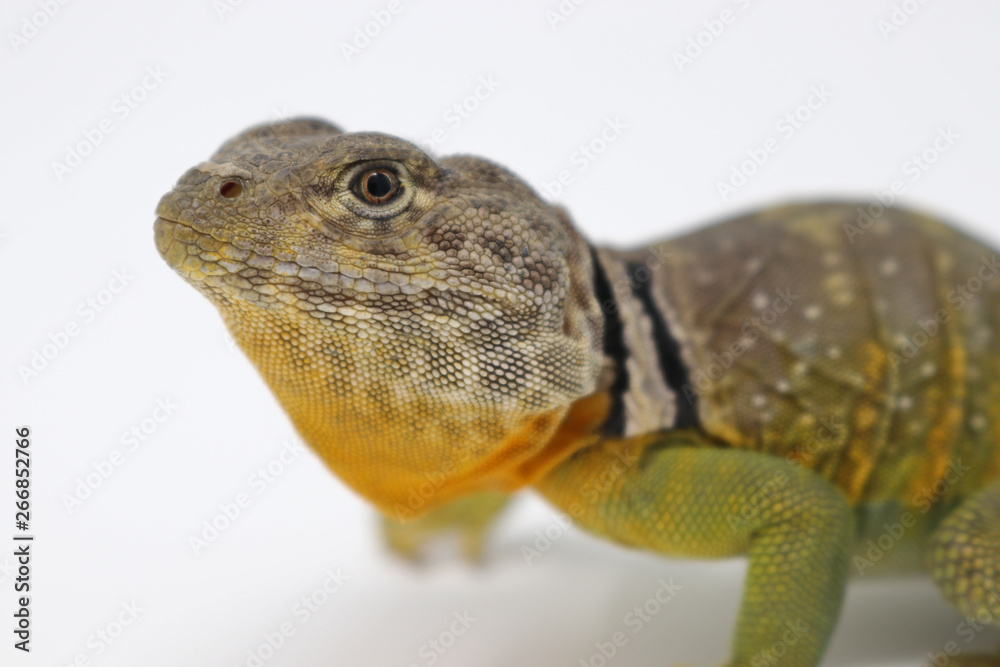 Obraz premium Eastern Collared Lizard (Crotaphytus collaris)
