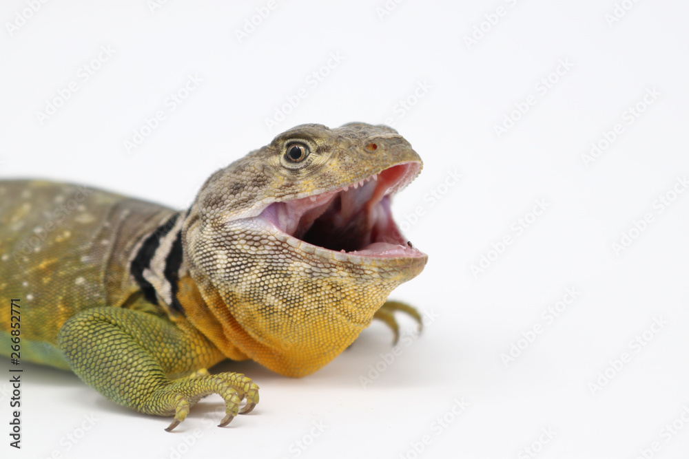 Obraz premium Eastern Collared Lizard (Crotaphytus collaris)