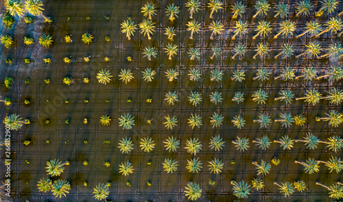 Yuma Irrigated Farmland