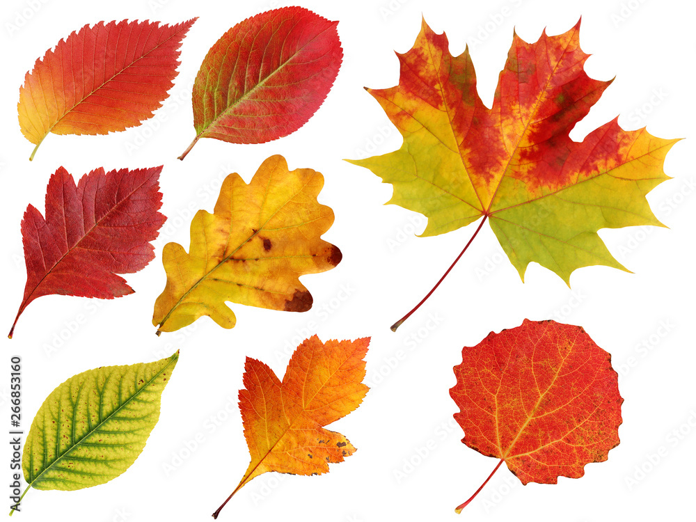 autumn leaves isolated on a white background. autumn leaves isolated on a white background.