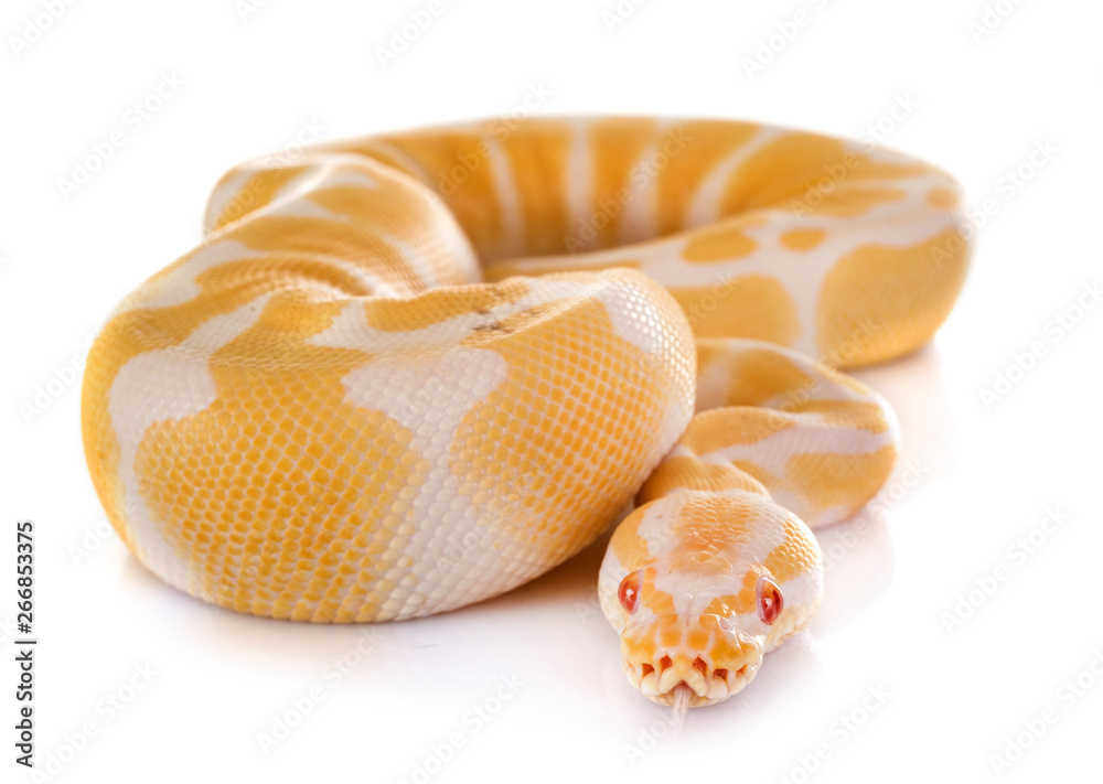 Obraz premium Ball python in studio