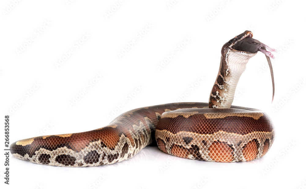 Naklejka premium Python brongersmai in studio