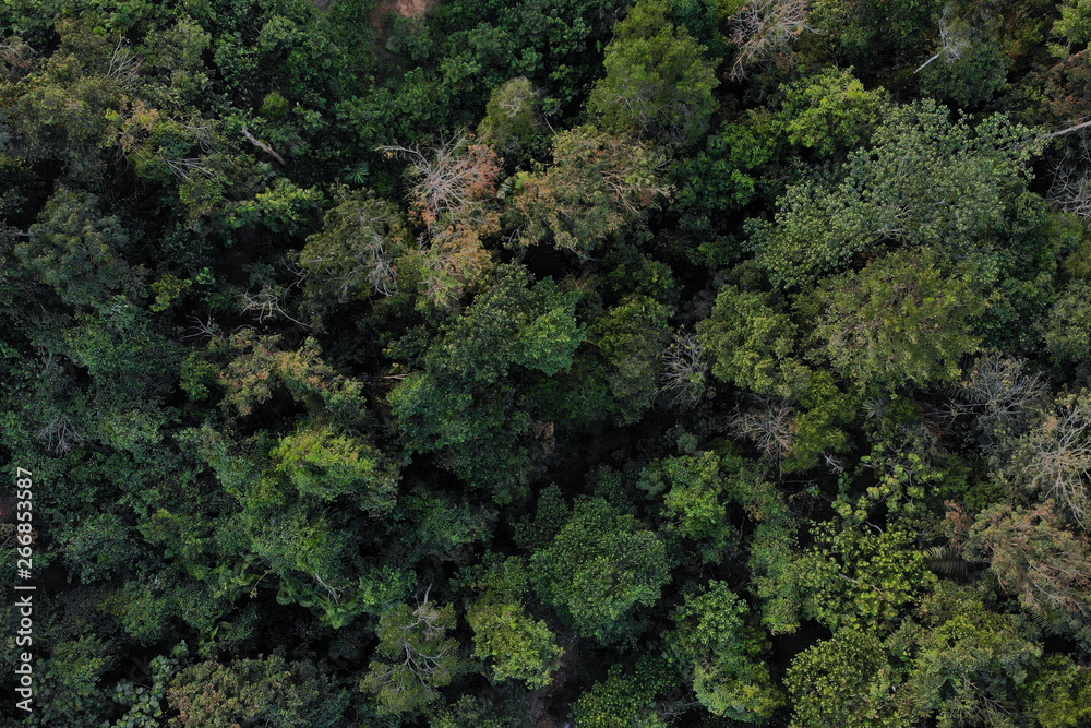 An aerial view of thick forest in outskirts of Bangi, Selangor.