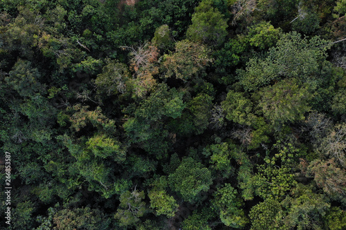 An aerial view of thick forest in outskirts of Bangi, Selangor.