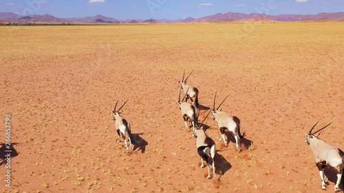 Astonishing aerial over herd of oryx antelope wildlife running fast across empty savannah and plains of Africa, near the Namib Desert, Namibia.